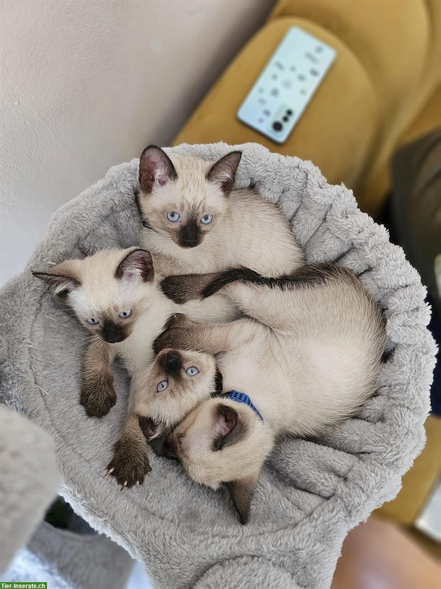 Bild 3: Wunderschöne Siam Kitten suchen liebes Zuhause