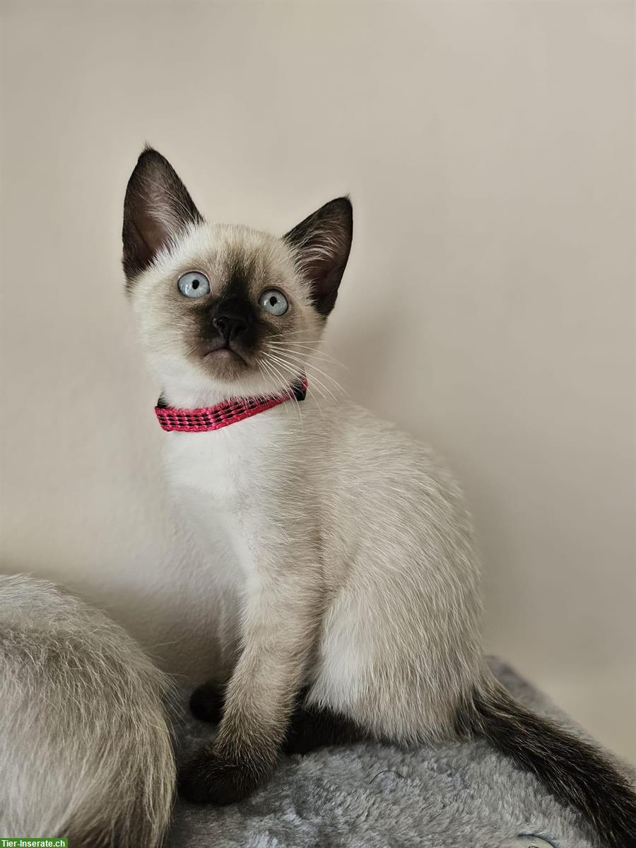 Bild 4: Wunderschöne Siam Kitten suchen liebes Zuhause