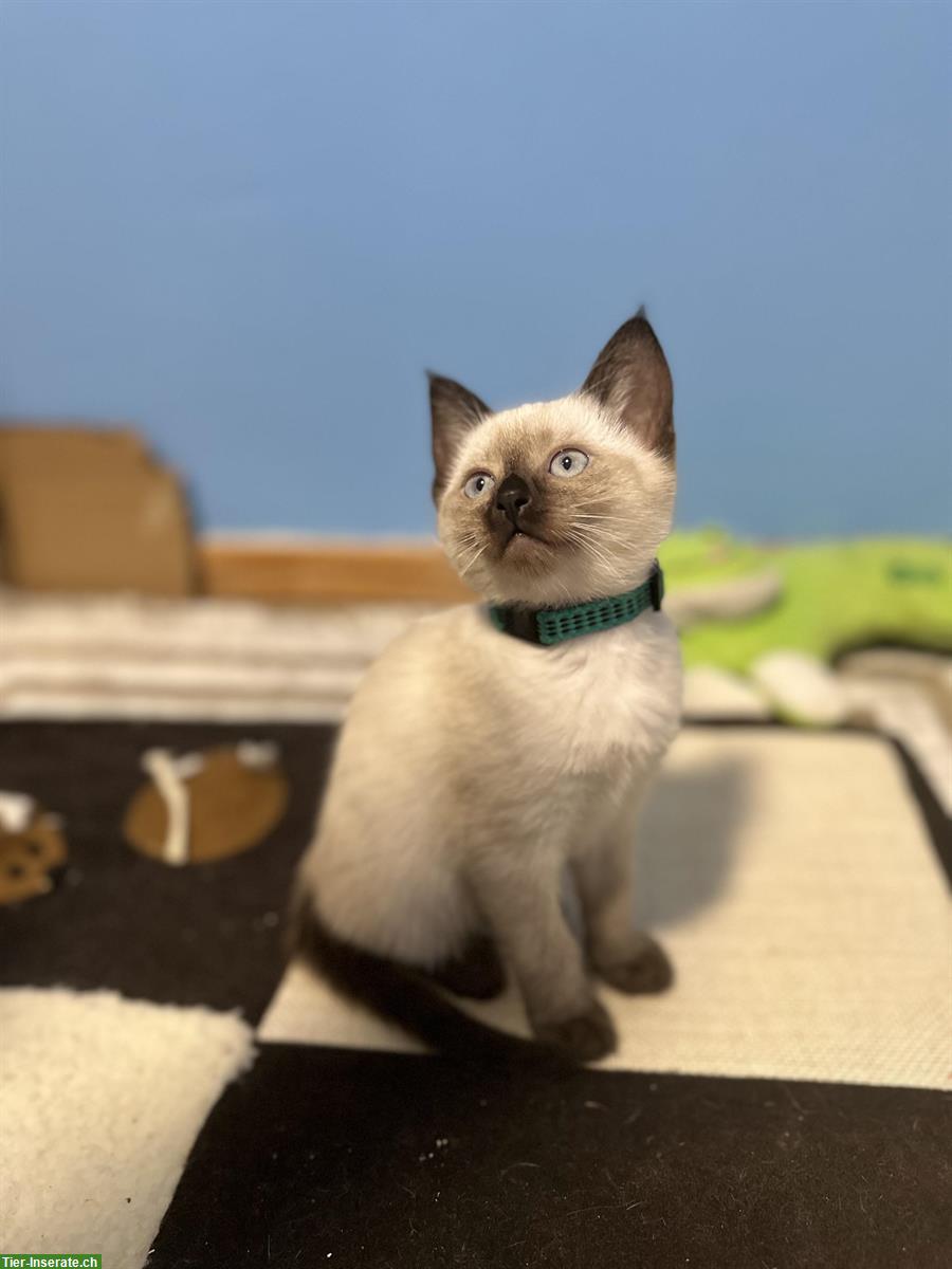 Bild 5: Wunderschöne Siam Kitten suchen liebes Zuhause