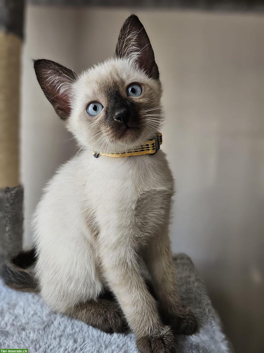Bild 6: Wunderschöne Siam Kitten suchen liebes Zuhause