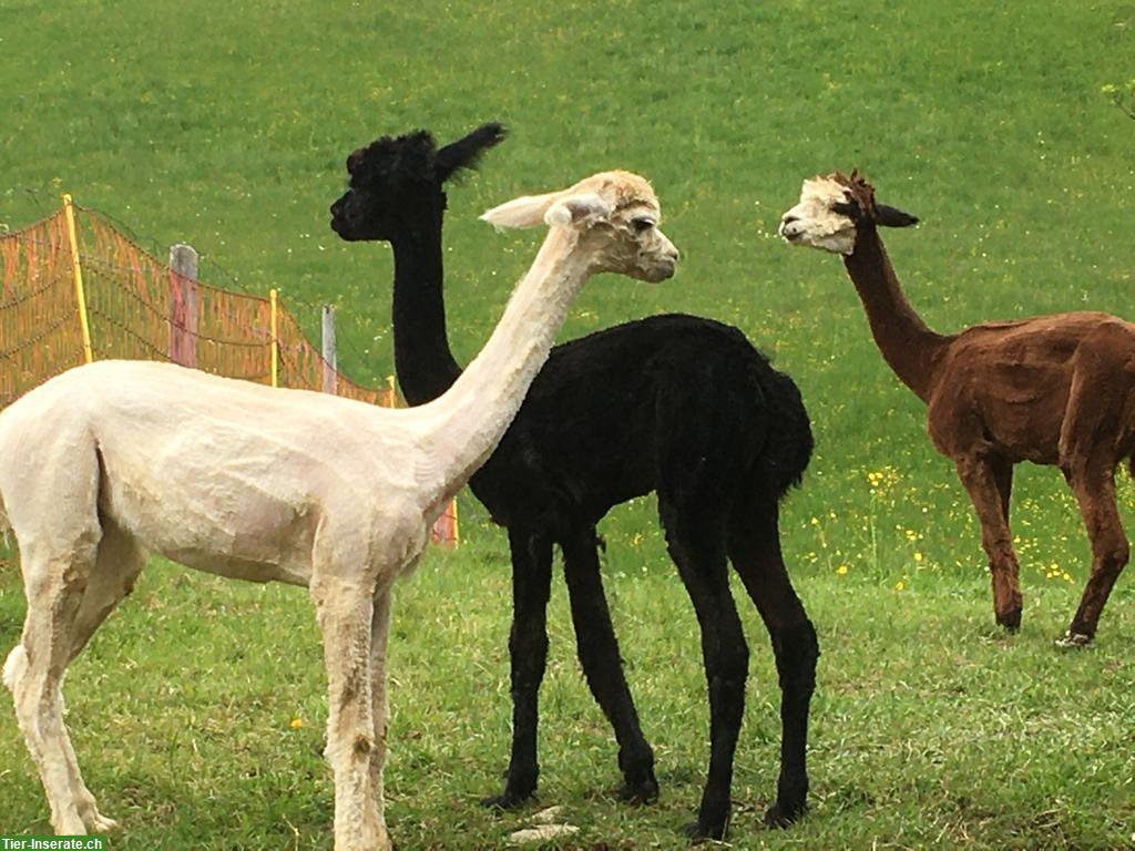 4 Alpakas zu verkaufen