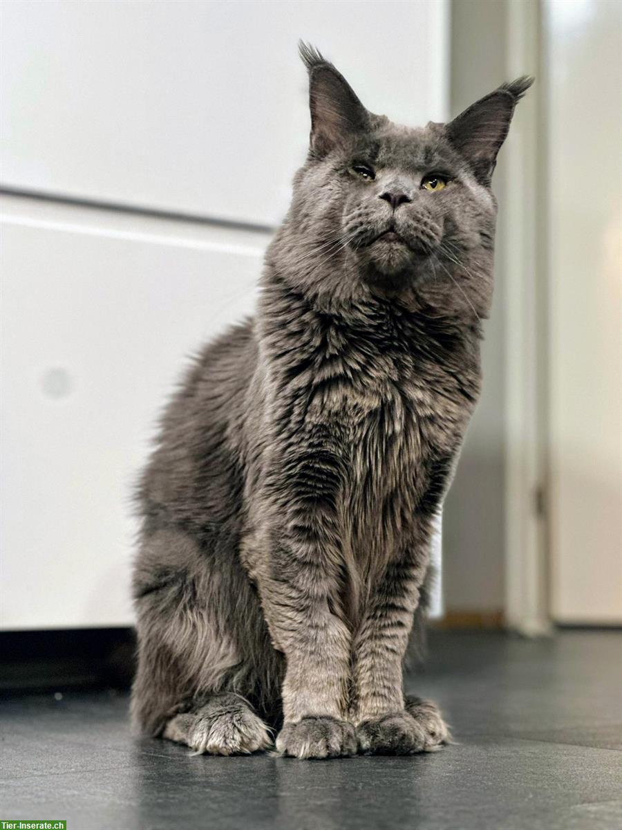 2-jähriger Maine Coon Kater mit Stammbaum