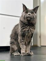 2-jähriger Maine Coon Kater mit Stammbaum