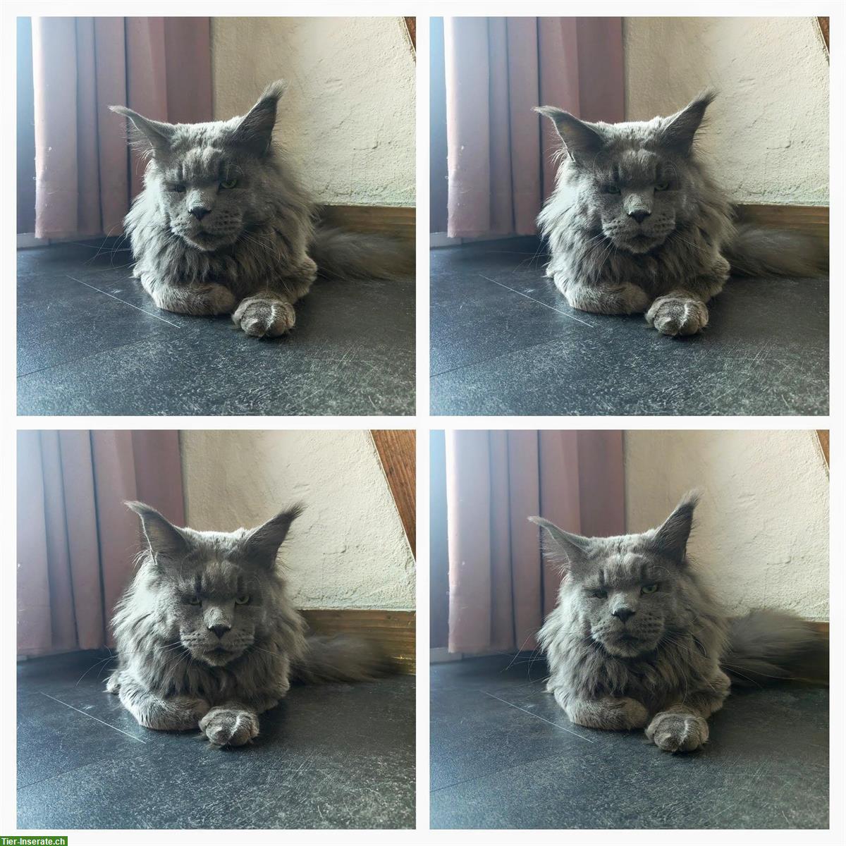 Bild 2: 2-jähriger Maine Coon Kater mit Stammbaum
