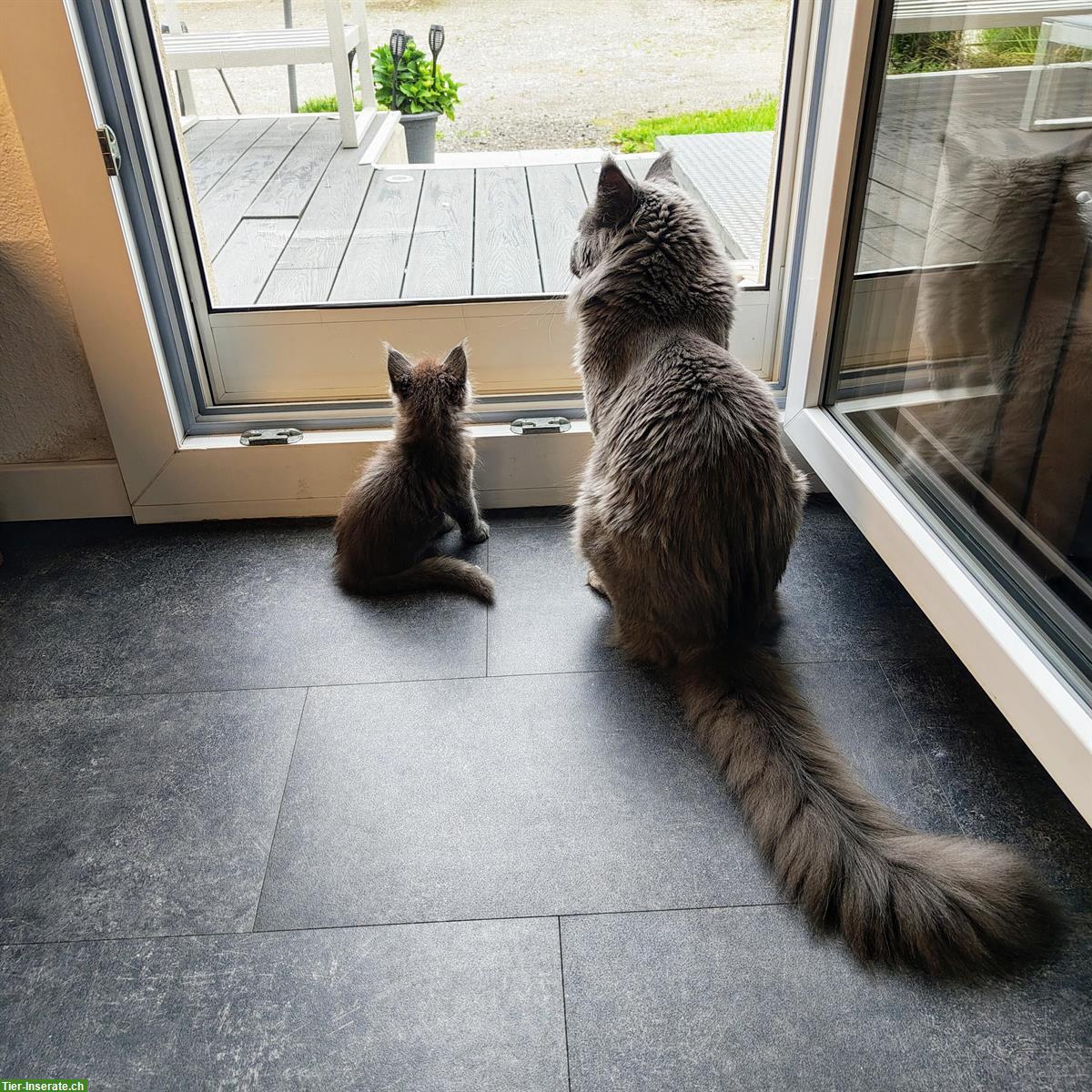 Bild 3: 2-jähriger Maine Coon Kater mit Stammbaum