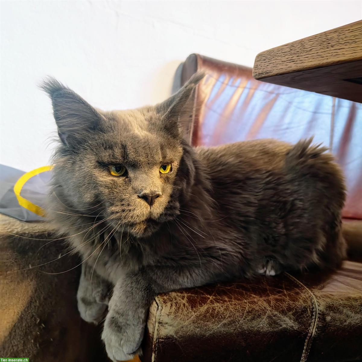 Bild 4: 2-jähriger Maine Coon Kater mit Stammbaum