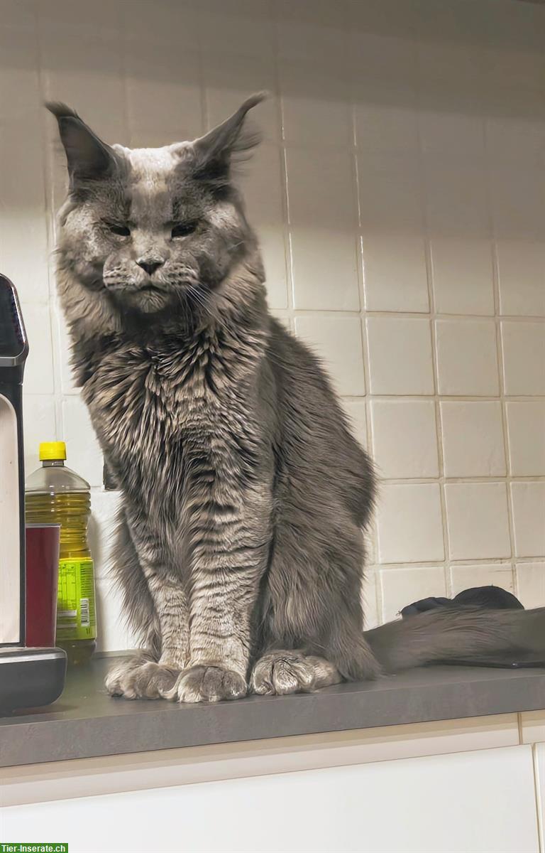 Bild 5: 2-jähriger Maine Coon Kater mit Stammbaum
