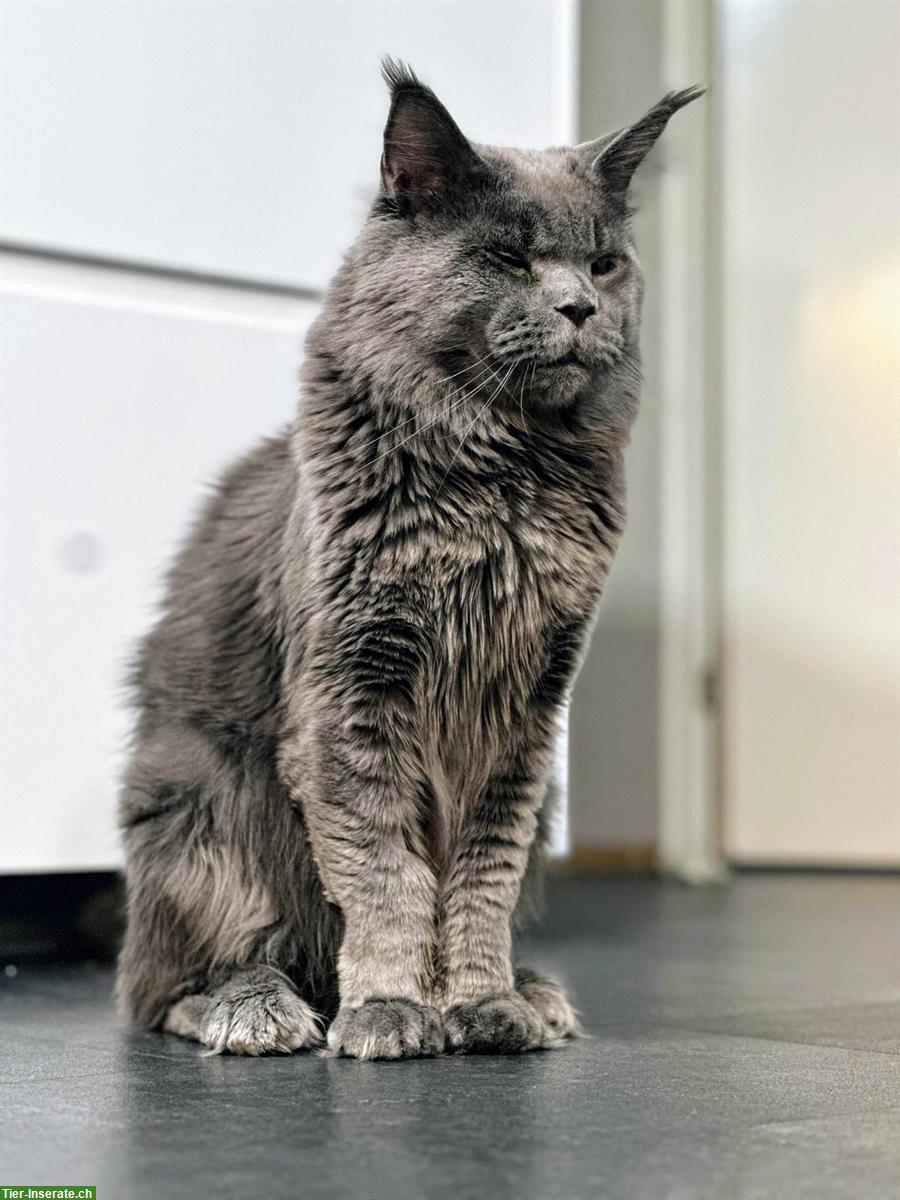Bild 6: 2-jähriger Maine Coon Kater mit Stammbaum