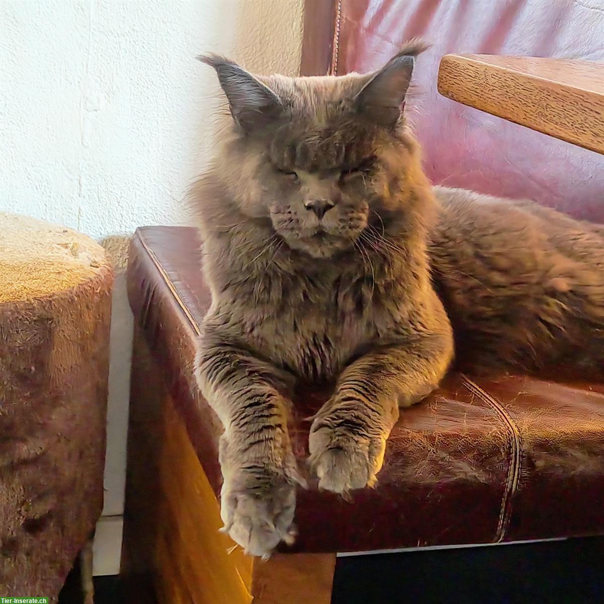 Bild 7: 2-jähriger Maine Coon Kater mit Stammbaum