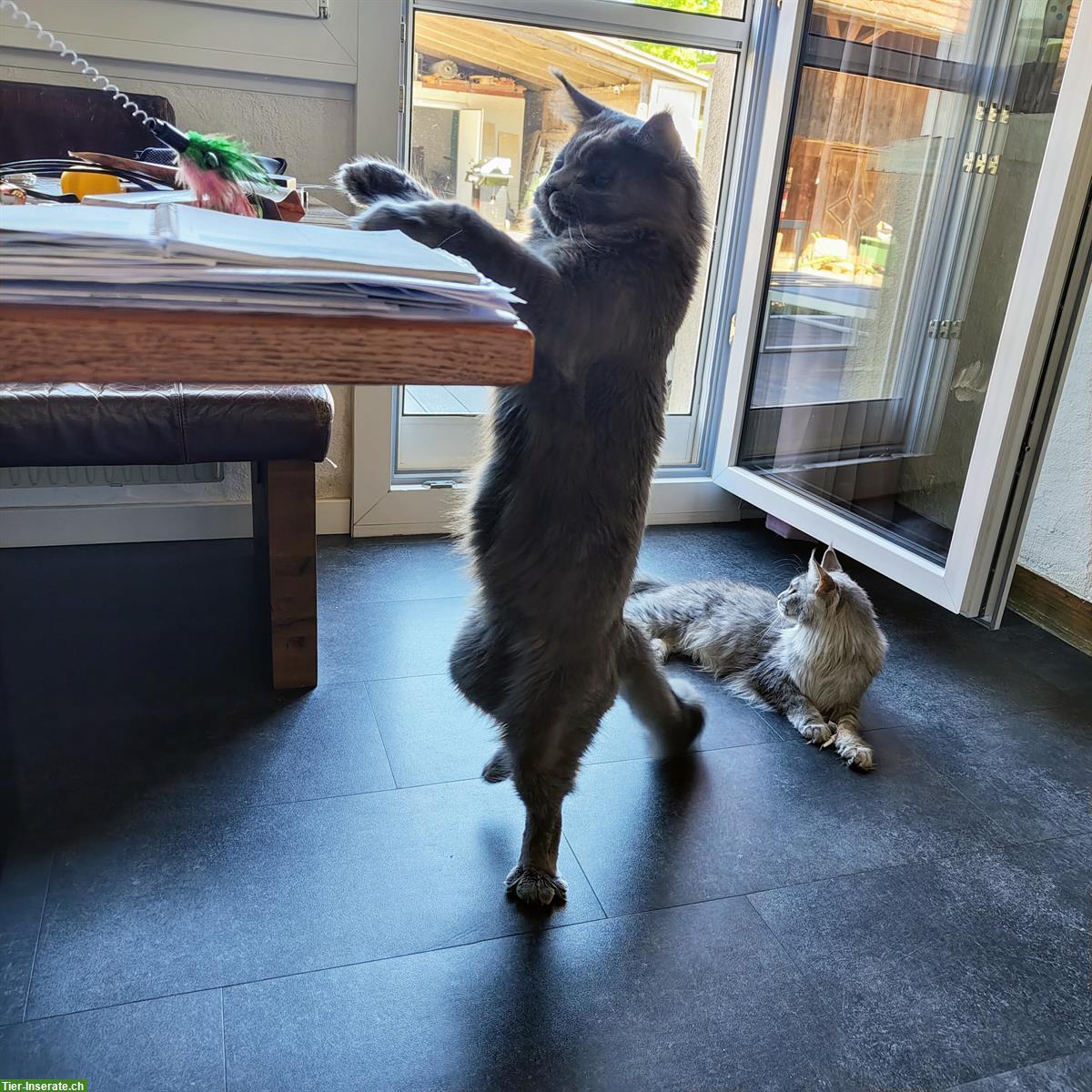 Bild 8: 2-jähriger Maine Coon Kater mit Stammbaum