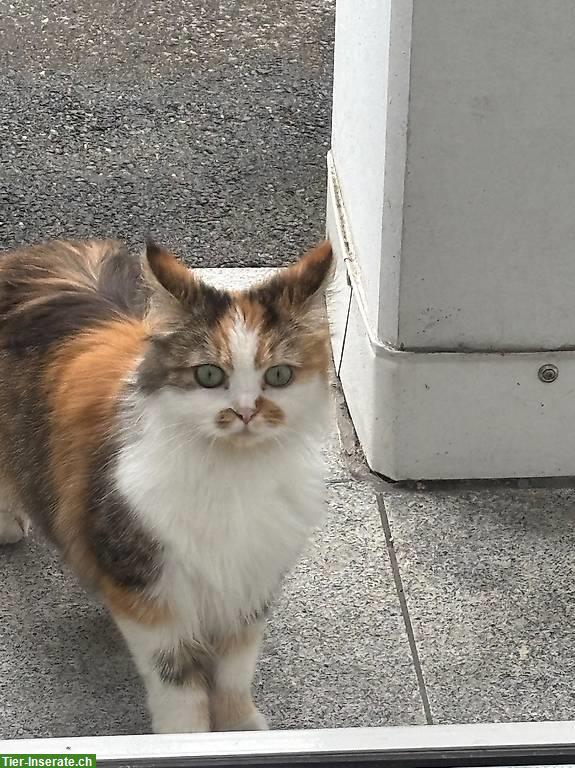 EHK Langhaar Katze, 3-farbig zu verkaufen