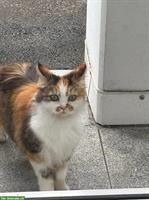 EHK Langhaar Katze, 3-farbig zu verkaufen