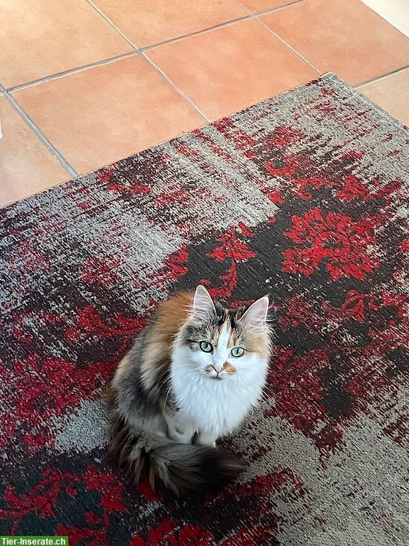 Bild 3: EHK Langhaar Katze, 3-farbig zu verkaufen