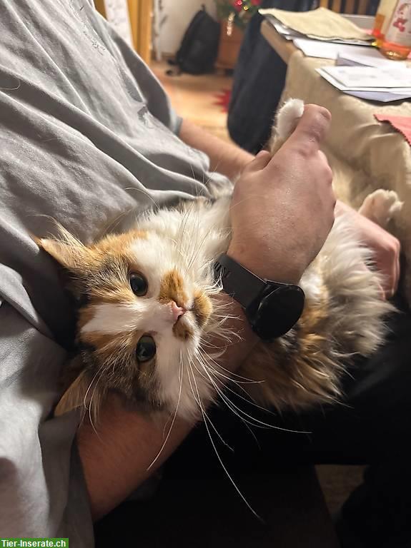 Bild 4: EHK Langhaar Katze, 3-farbig zu verkaufen