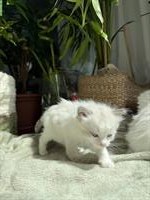Reinrassige Ragdoll Kätzchen - Abgabe mit 3 Monaten