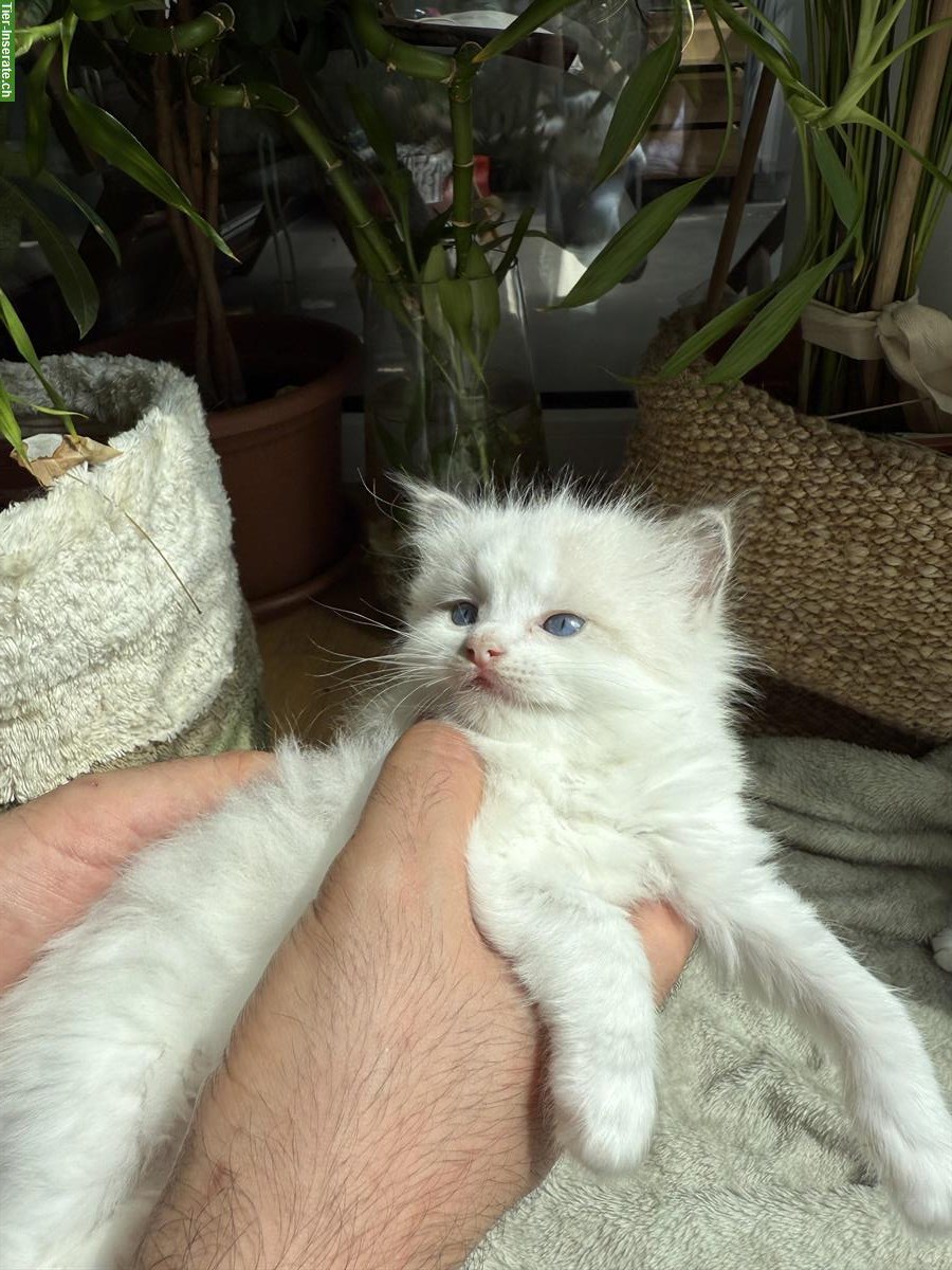 Bild 2: Reinrassige Ragdoll Kätzchen - Abgabe mit 3 Monaten