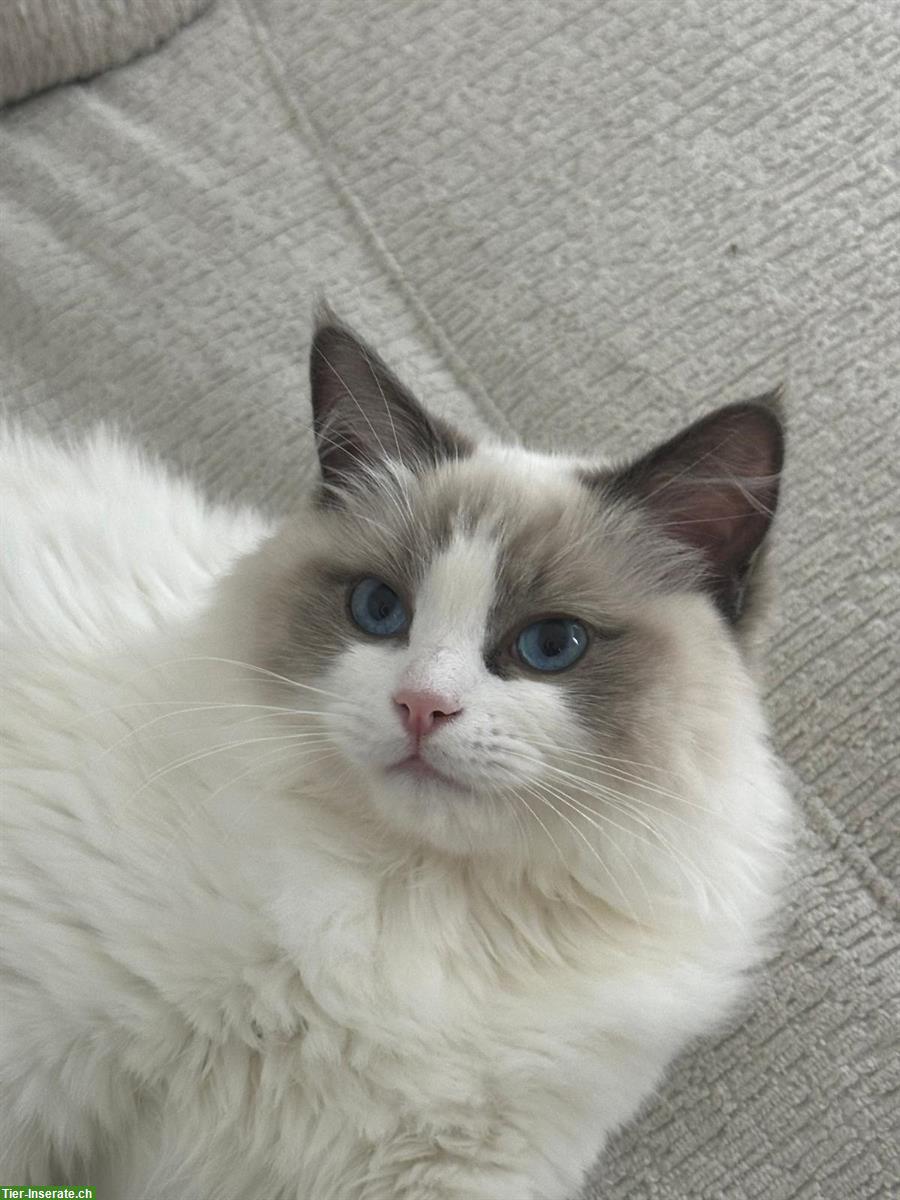 Bild 3: Reinrassige Ragdoll Kätzchen - Abgabe mit 3 Monaten