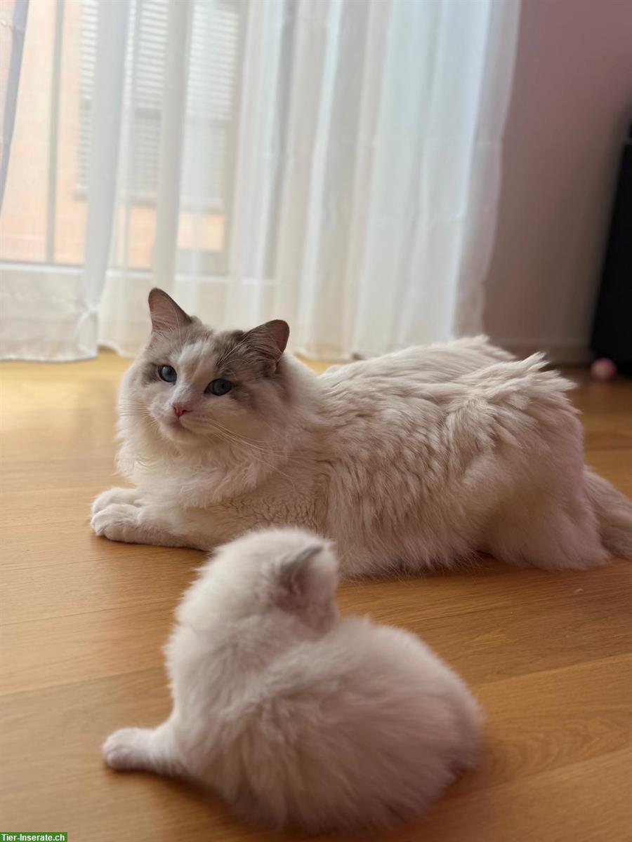 Bild 4: Reinrassige Ragdoll Kätzchen - Abgabe mit 3 Monaten