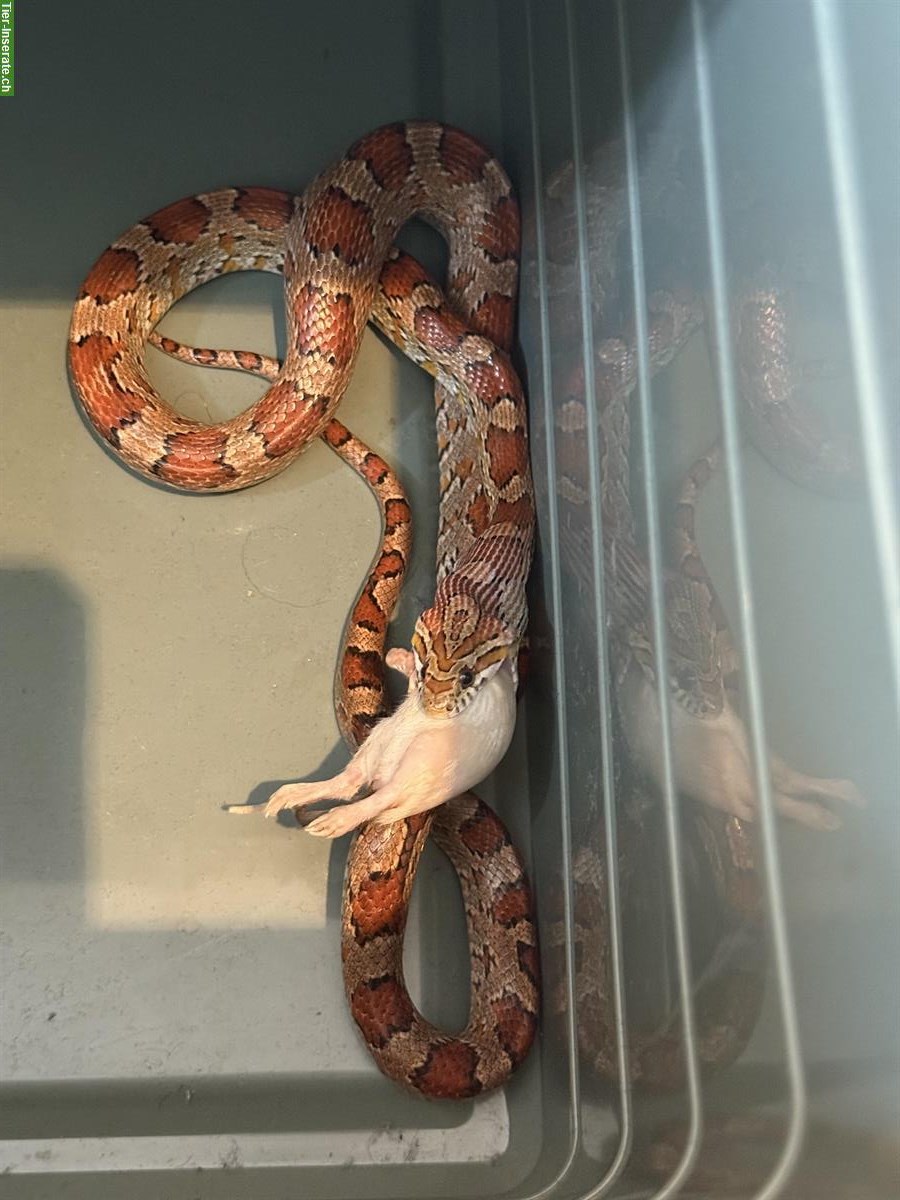 2 Kornnattern naturfarben + orange abzugeben