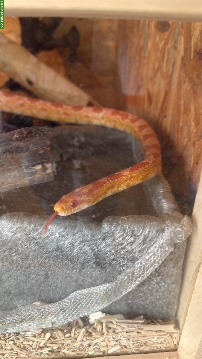Bild 2: 2 Kornnattern naturfarben + orange abzugeben