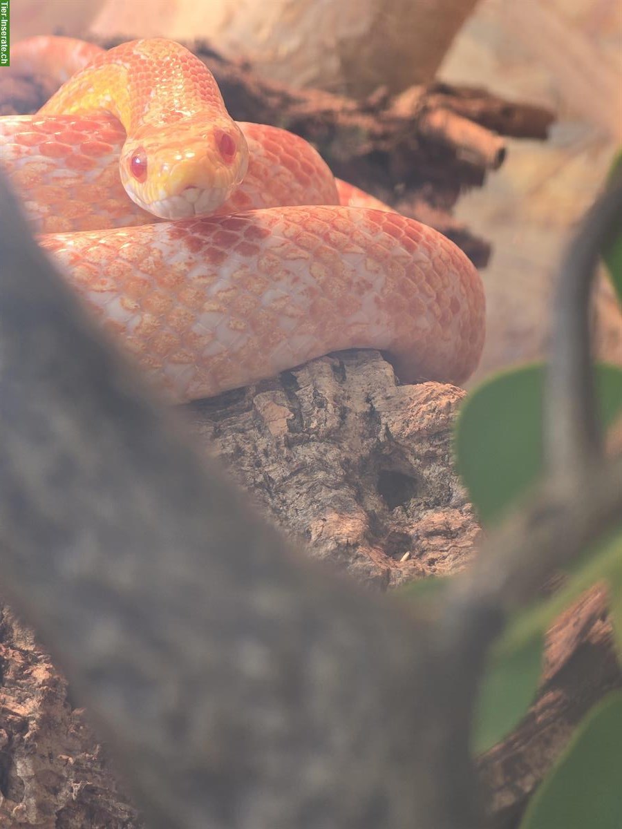 Bild 5: 2 Kornnattern naturfarben + orange abzugeben