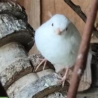 Junge Kanarienvögel zu verkaufen