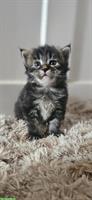 Maine Coon Kitten, weiblich und männlich
