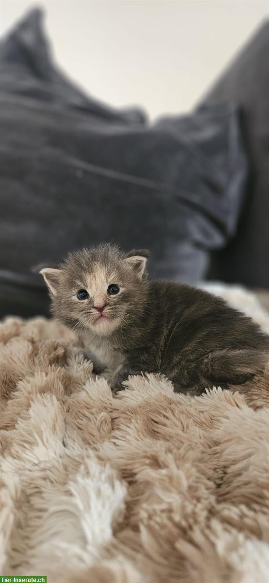 Bild 2: Maine Coon Kitten, weiblich und männlich