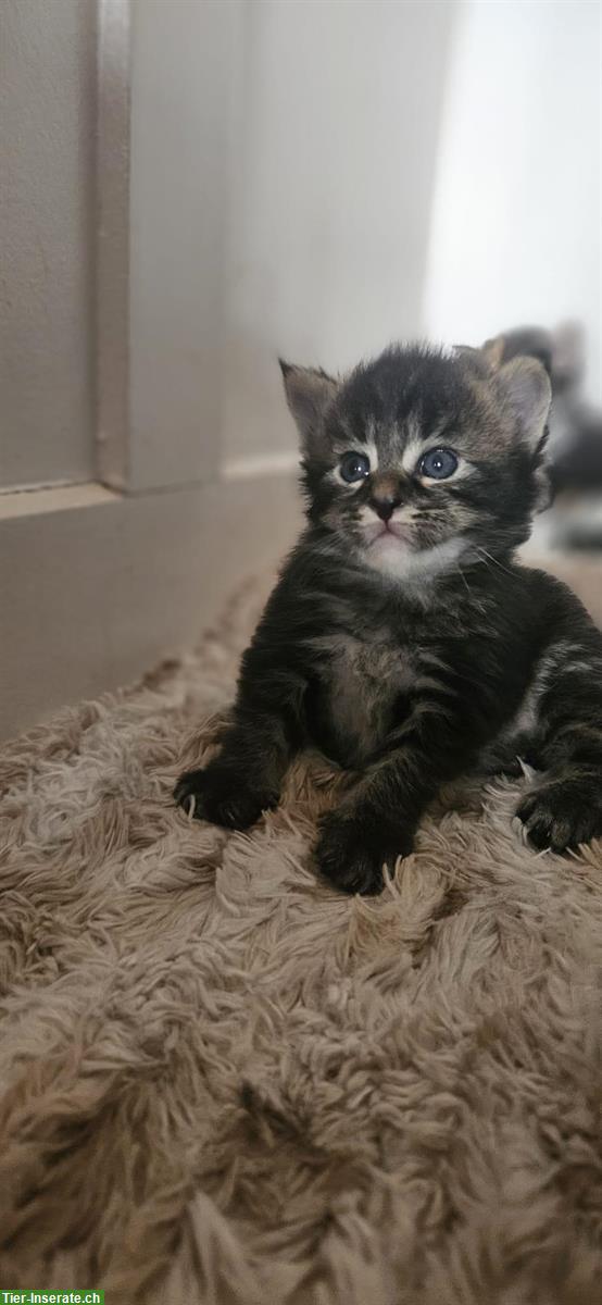 Bild 3: Maine Coon Kitten, weiblich und männlich