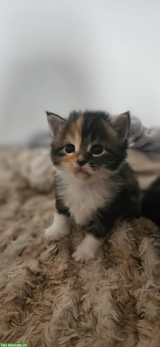 Bild 4: Maine Coon Kitten, weiblich und männlich