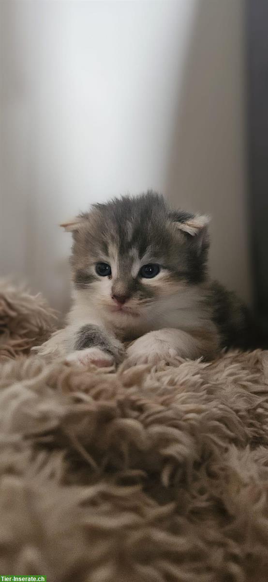 Bild 5: Maine Coon Kitten, weiblich und männlich