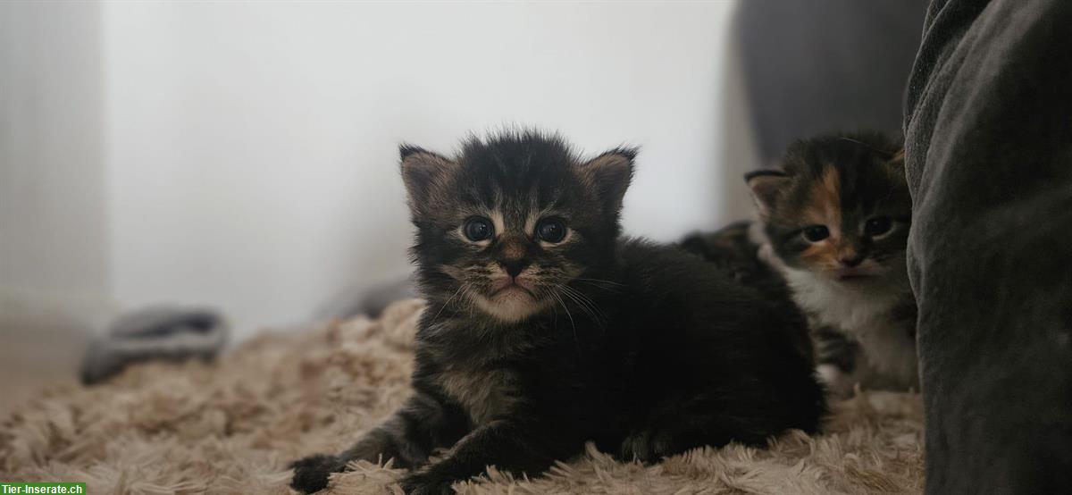 Bild 6: Maine Coon Kitten, weiblich und männlich