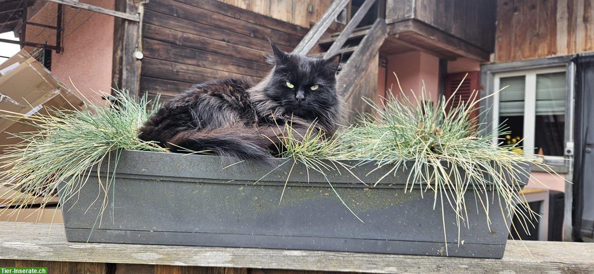 Bild 7: Maine Coon Kitten, weiblich und männlich
