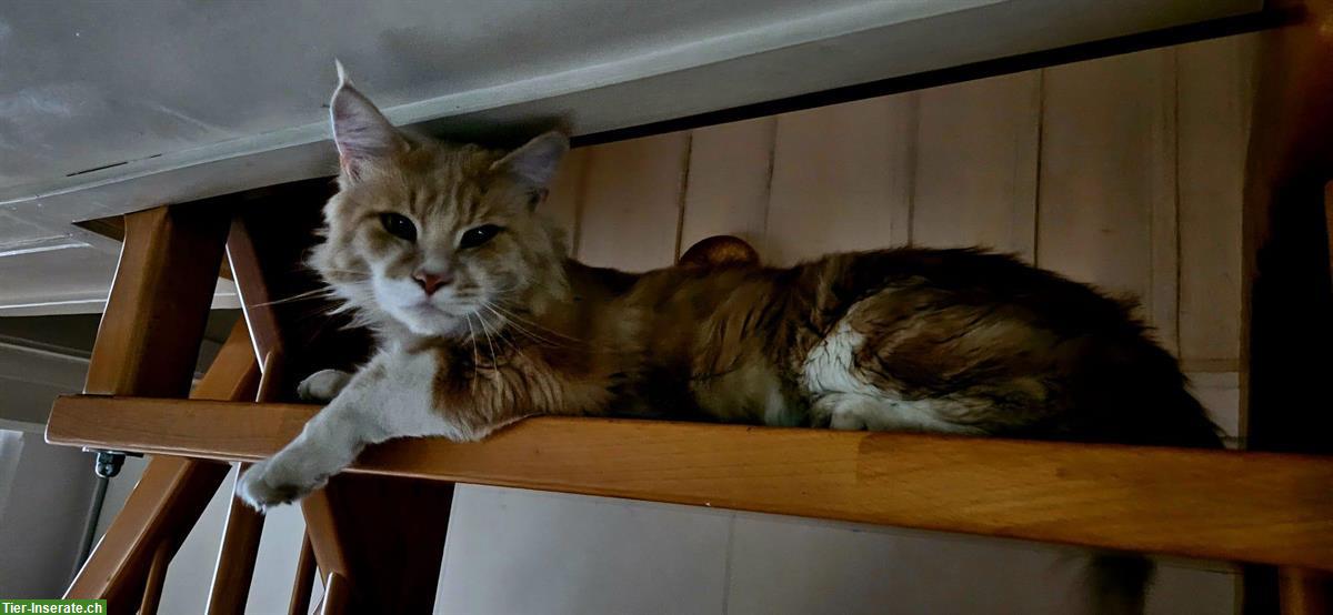 Bild 8: Maine Coon Kitten, weiblich und männlich