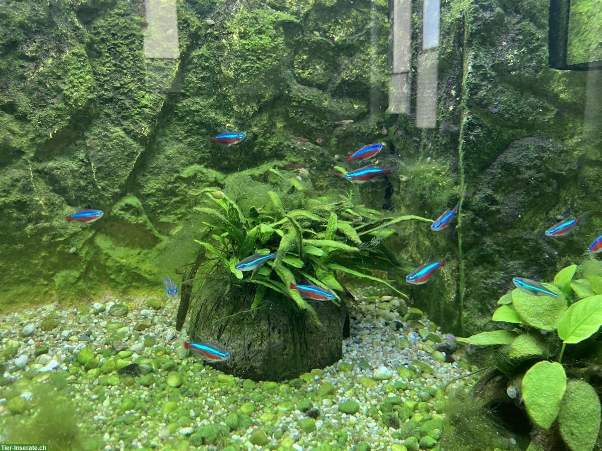 Verschiedene Aquariumfische zu verkaufen