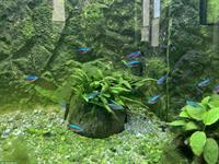 Verschiedene Aquariumfische zu verkaufen