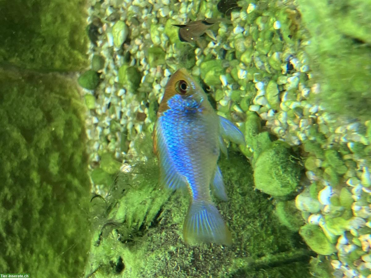 Bild 2: Verschiedene Aquariumfische zu verkaufen