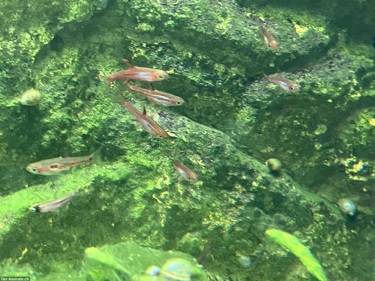 Bild 3: Verschiedene Aquariumfische zu verkaufen