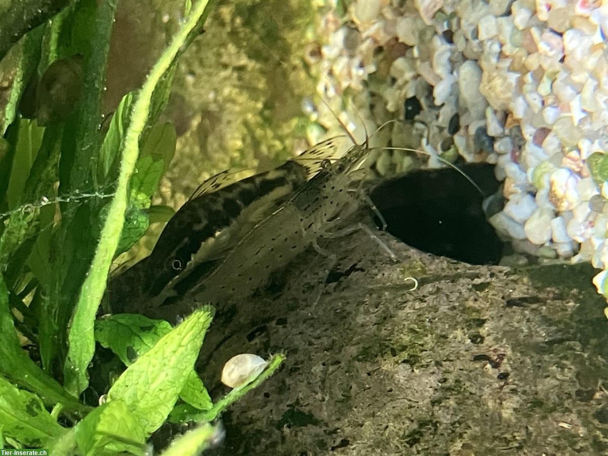 Bild 4: Verschiedene Aquariumfische zu verkaufen