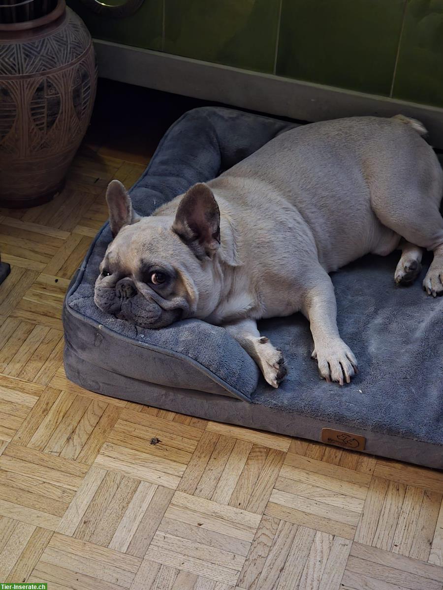 Französische Bulldogge Rüde mit Ahnentafel