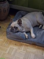 Französische Bulldogge Rüde mit Ahnentafel