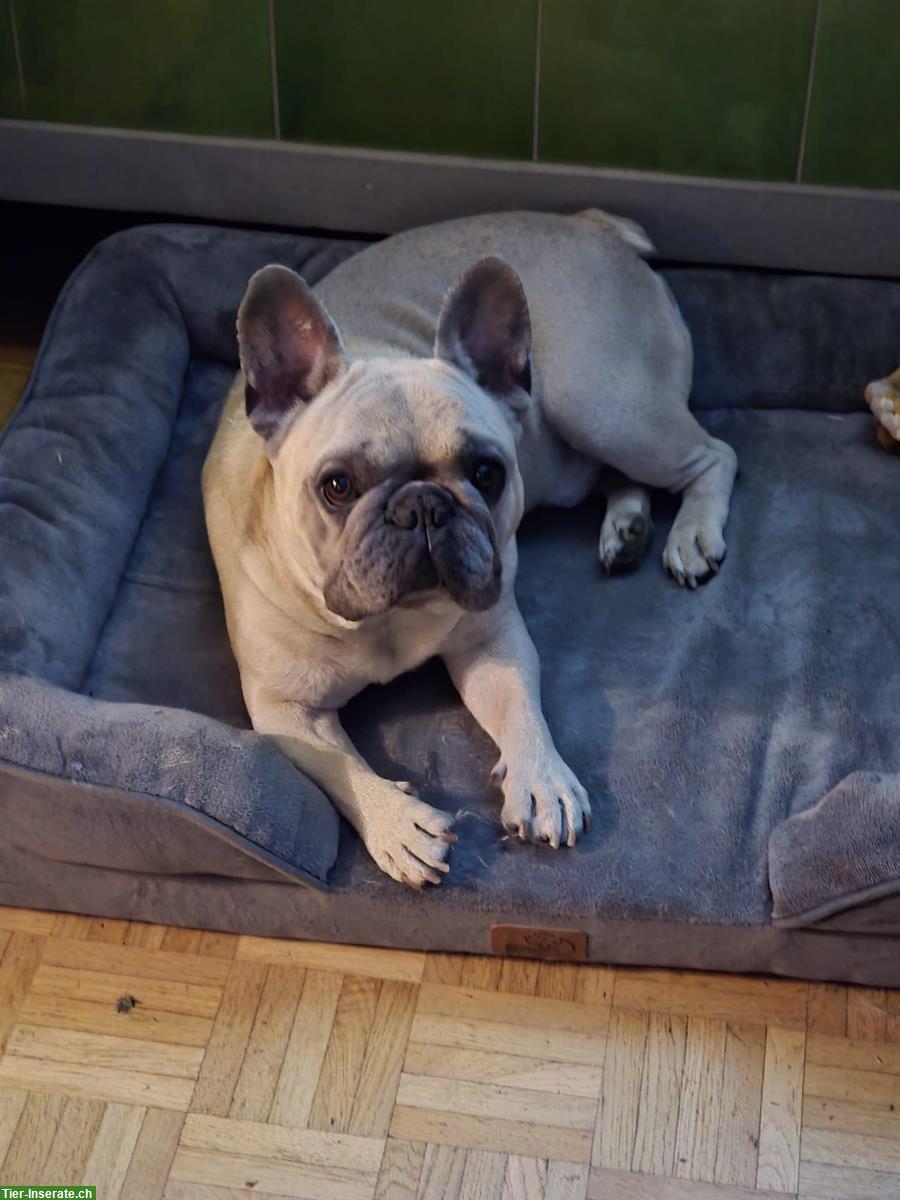 Bild 2: Französische Bulldogge Rüde mit Ahnentafel