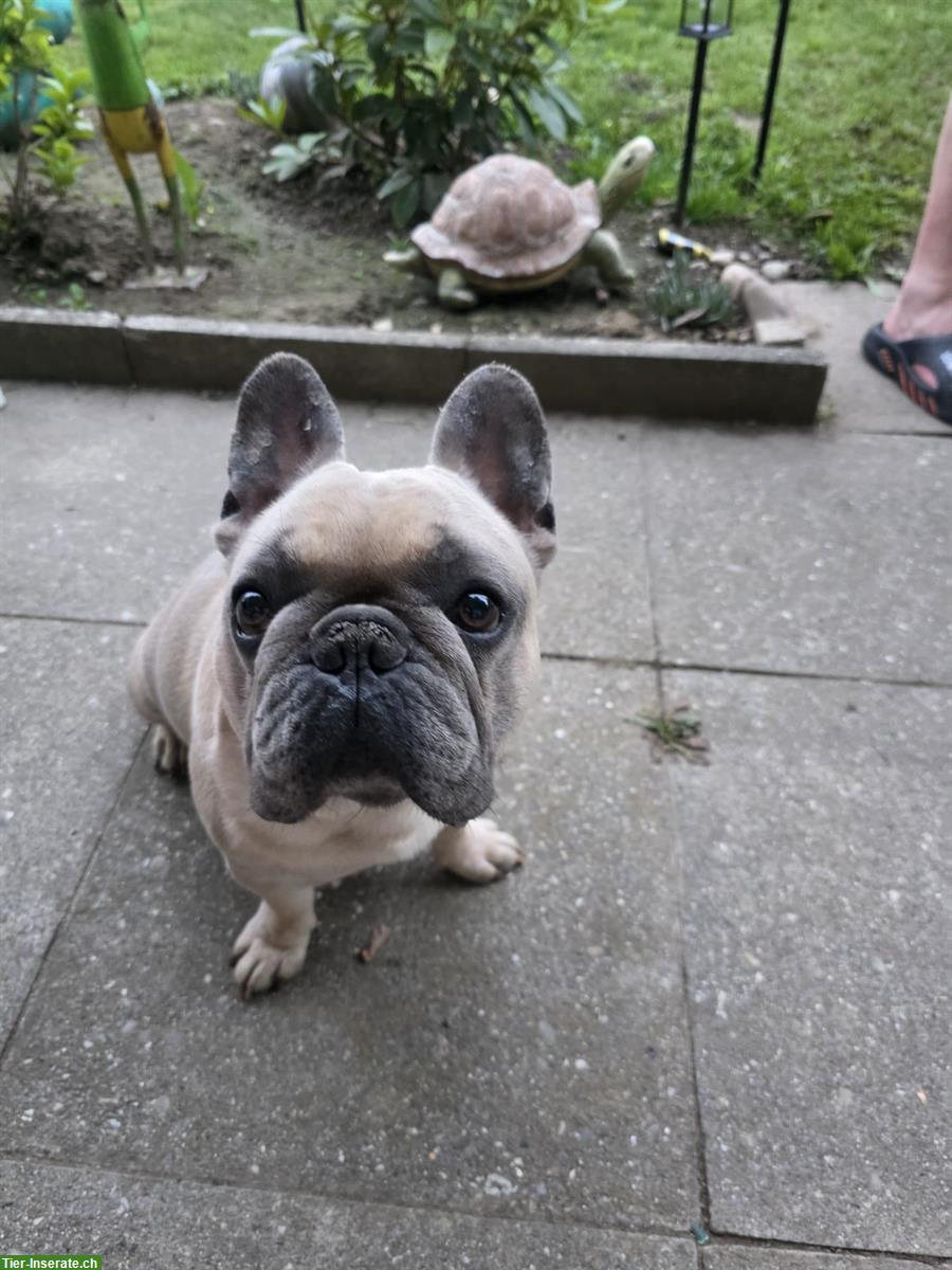 Bild 3: Französische Bulldogge Rüde mit Ahnentafel