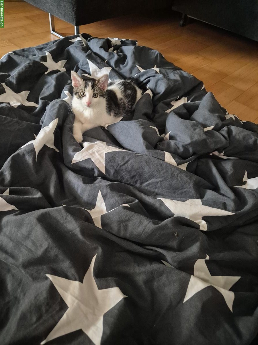 Männliche Babykatze zu verkaufen
