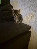 Männliche Babykatze zu verkaufen