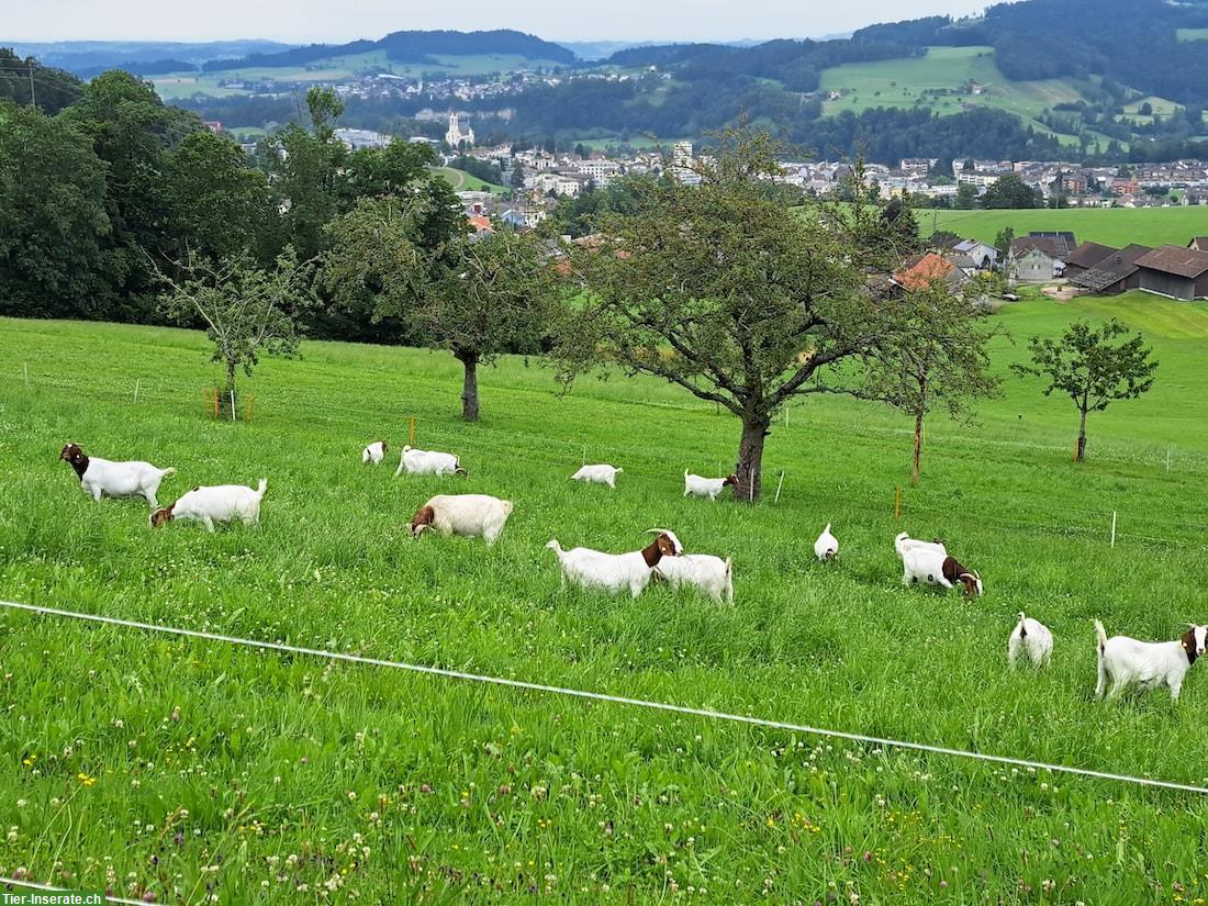 Burenziegen / Gitzi / Böcke zu verkaufen