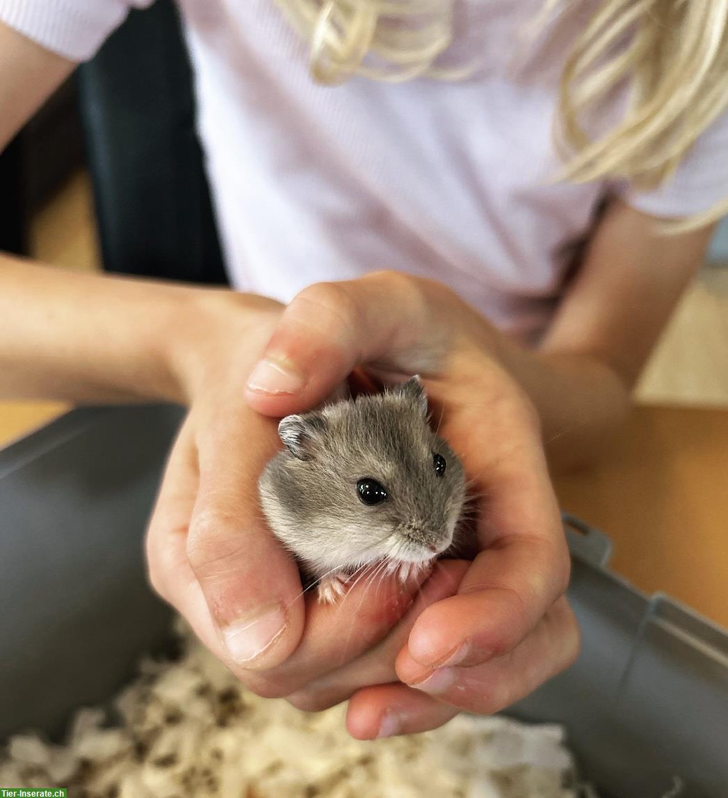 Bild 2: Privater Erlebnismoment in meiner Hamsterwelt