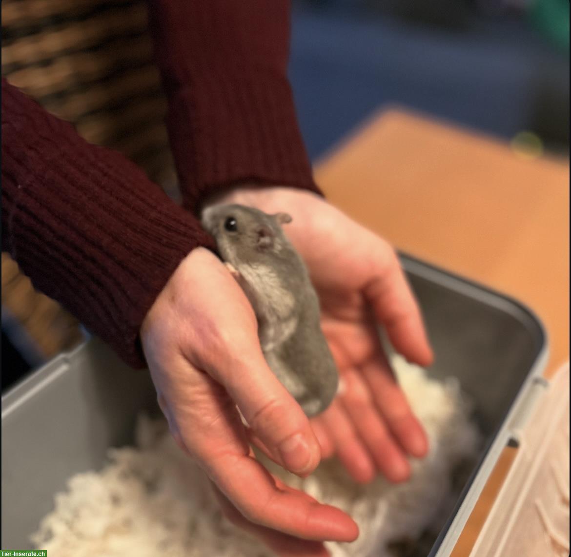 Bild 3: Privater Erlebnismoment in meiner Hamsterwelt