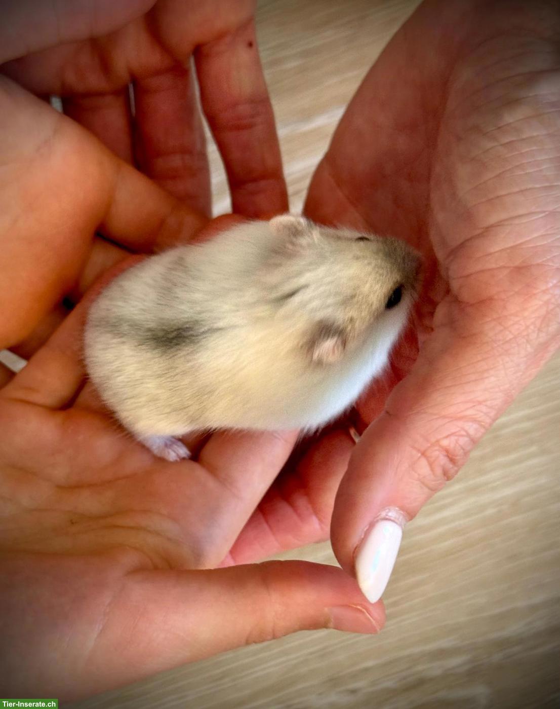 Bild 4: Privater Erlebnismoment in meiner Hamsterwelt