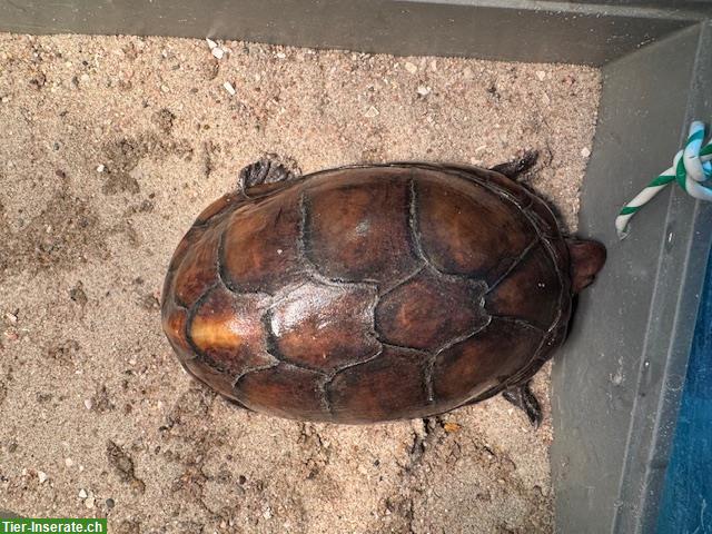 Weissmaul-Klappschildkröte, männlich zu verkaufen